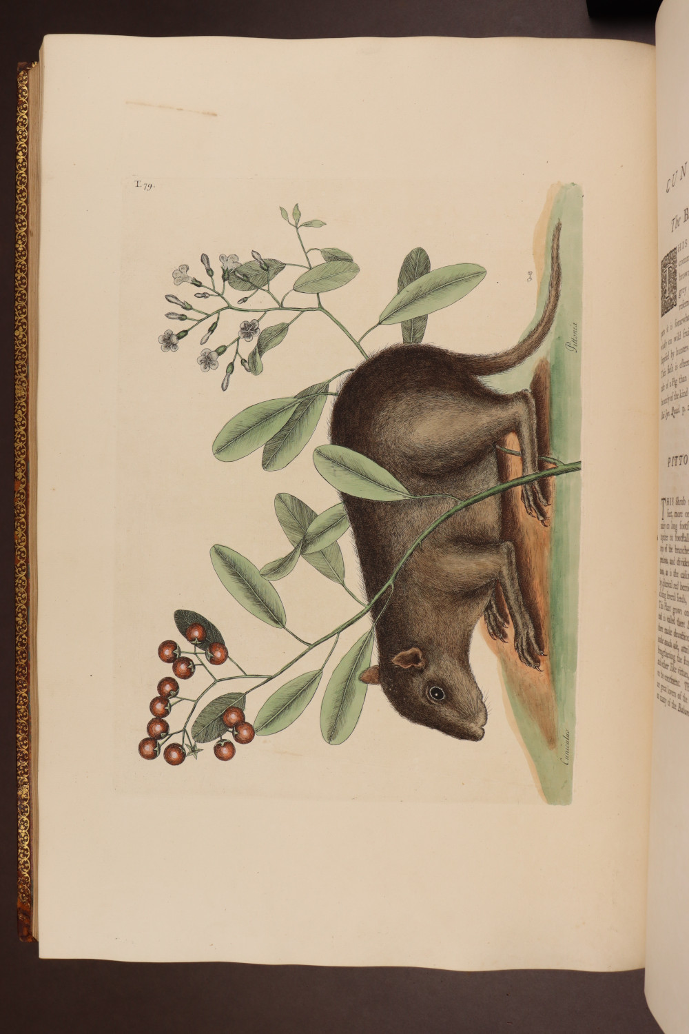 Plate 79